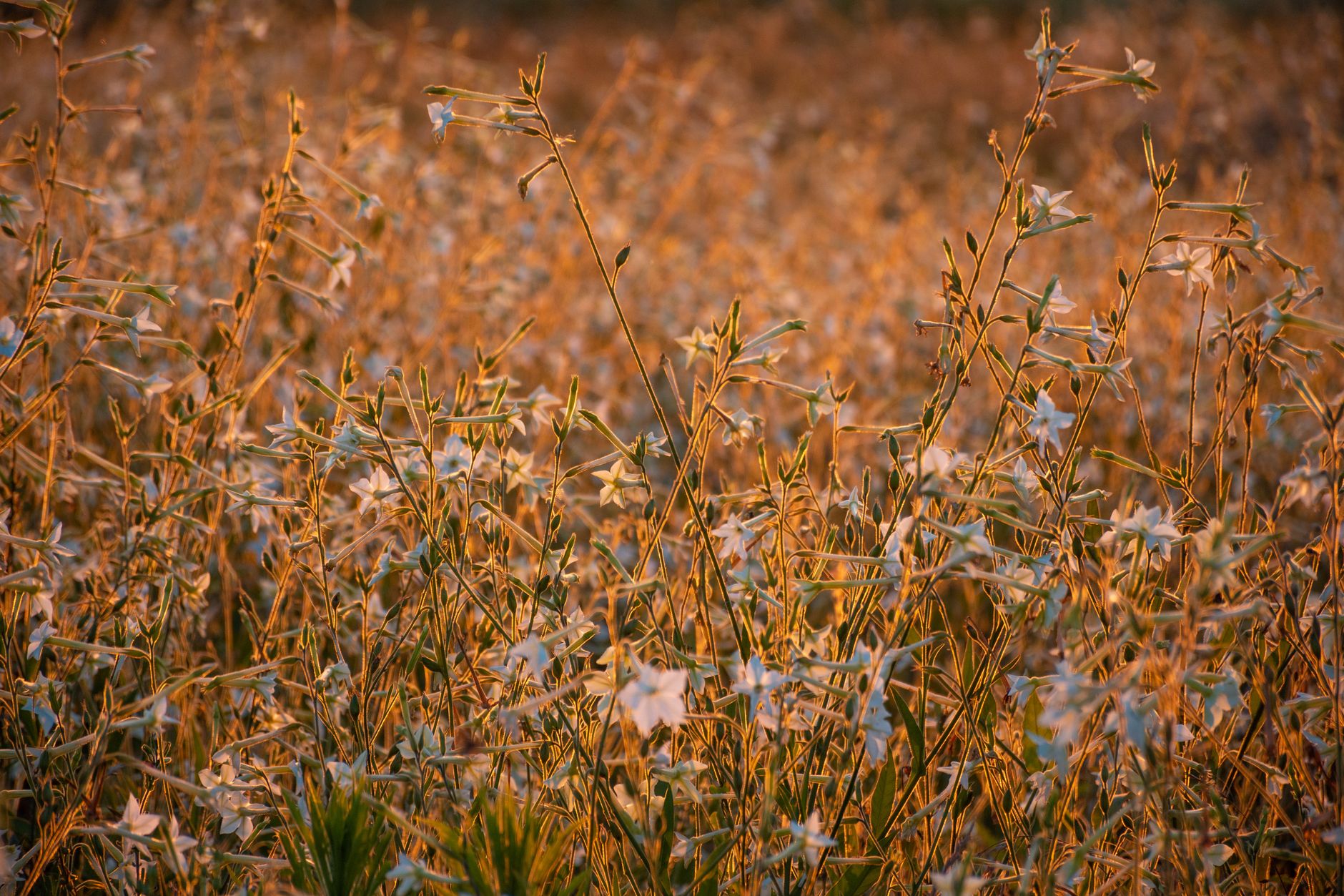Beautiful white flowers bathed in golden sunset light in a serene meadow landscape.