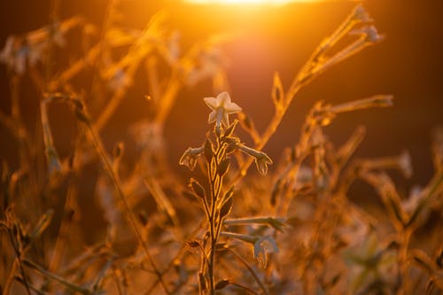 Ilmainen kuvapankkikuva tunnisteilla aamu, auringonlasku, kasvit