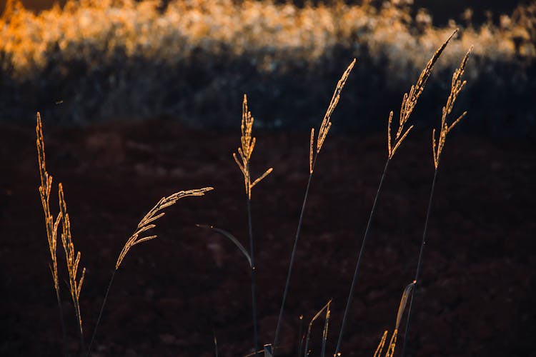 Wheat Growing In Field