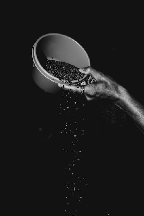 Free Person Holding a Bucket of Coffee Beans Stock Photo