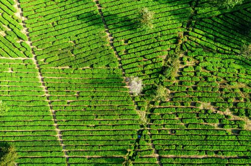 Free Drone view of rows of green tea growing in agricultural field countryside in sunny day Stock Photo