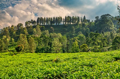 Tea fields in hills with trees
