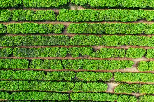 Free From above of tea plantation with rows of green bushes and paths growing on land Stock Photo