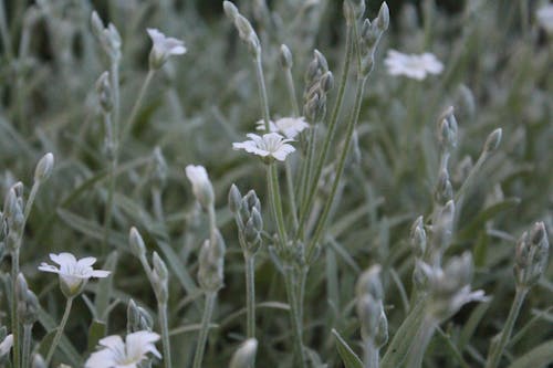 White Flower in Green Grass Field