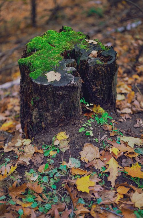 Free Close-up of a moss-covered tree stump surrounded by fallen leaves in an autumn forest. Stock Photo