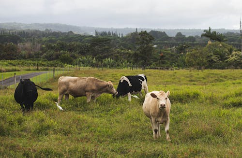 Free Brown Cow on Green Grass Field Stock Photo