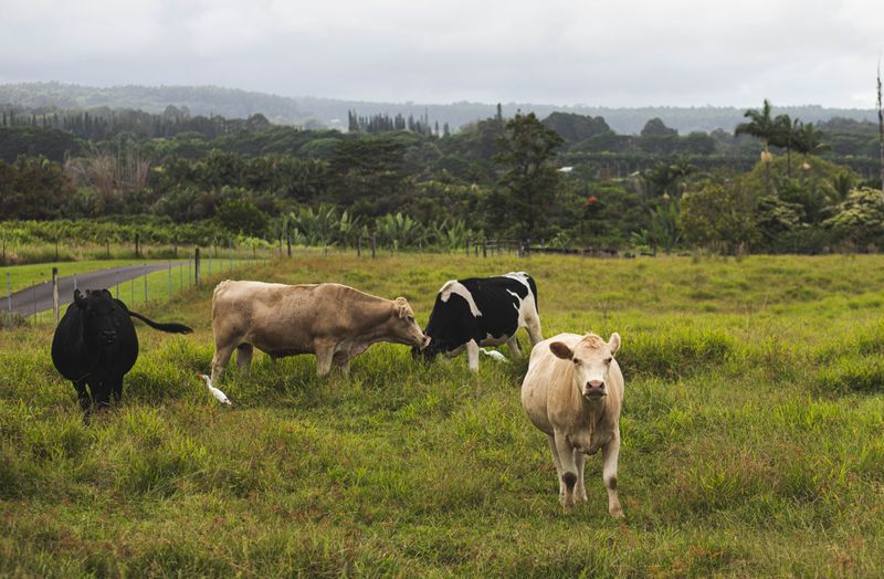 Cattle grazing on green pasture in Hawaii's farm country, upcountry Maui