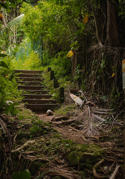 Základová fotografie zdarma na téma cesta nečistot, džungle, les