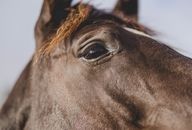 Brown Horse Head in Close Up Photography