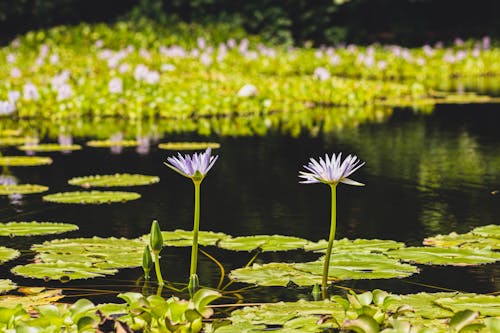 White and Purple Water Lilies on Water