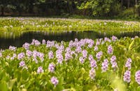 Purple Flowers on Body of Water