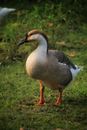 White and Black Duck on Green Grass