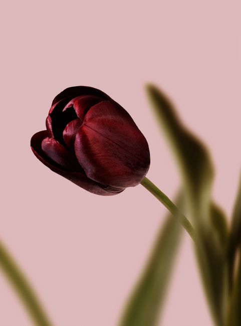 Close-up of a dark tulip with a soft pink background, creating an elegant and serene composition.