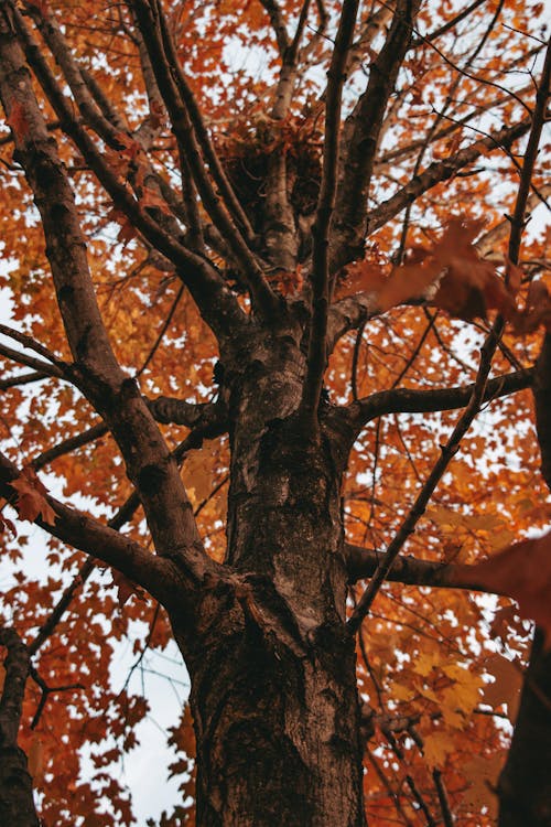 Foto profissional grátis de árvore, bordo, declínio