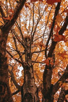 Low angle view of a maple tree with vivid orange foliage in autumn. Captures essence of fall.