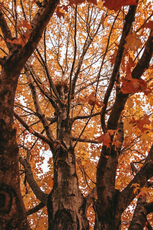 Free Low angle view of a maple tree with vivid orange foliage in autumn. Captures essence of fall. Stock Photo