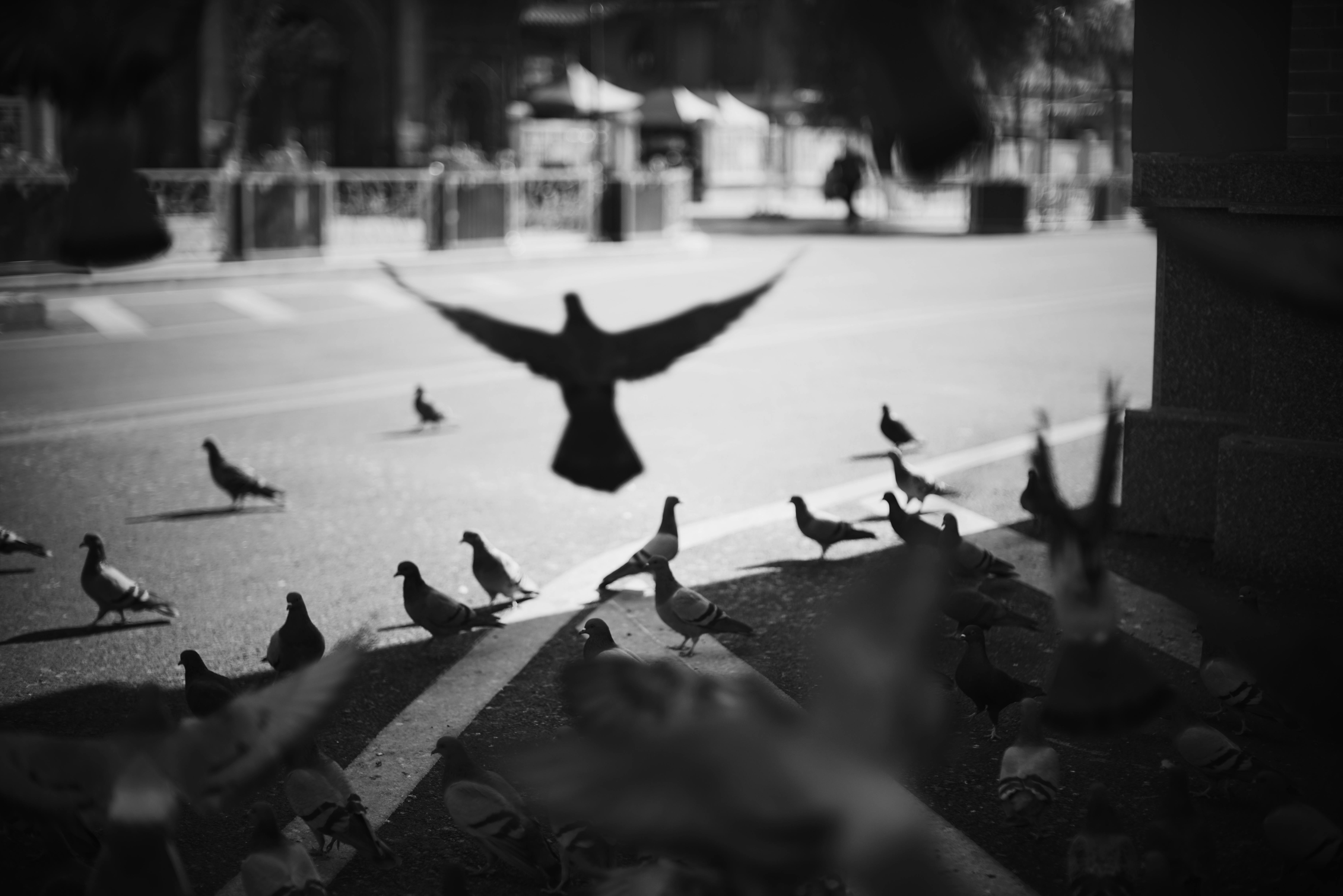 Black and white photo of pigeons in an urban street capturing movement and shadows.