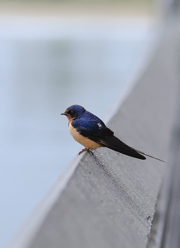 Barn Swallow Bird On Gray Concrete Wall