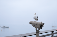 White Bird on Gray Metal Stand