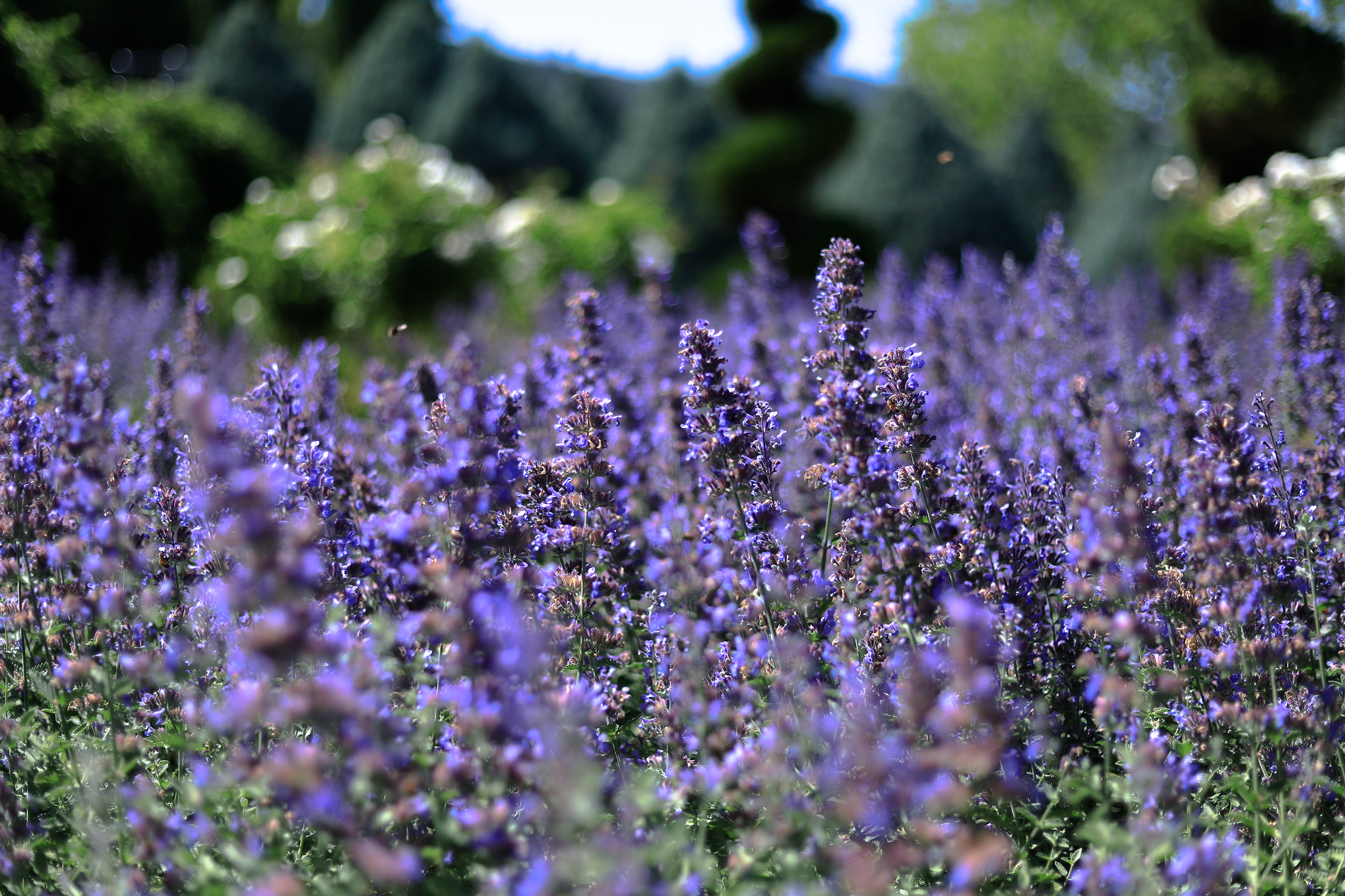 Chaste Tree (Vitex): The Ancient Herb for Hormonal Harmony and Women's Wellness