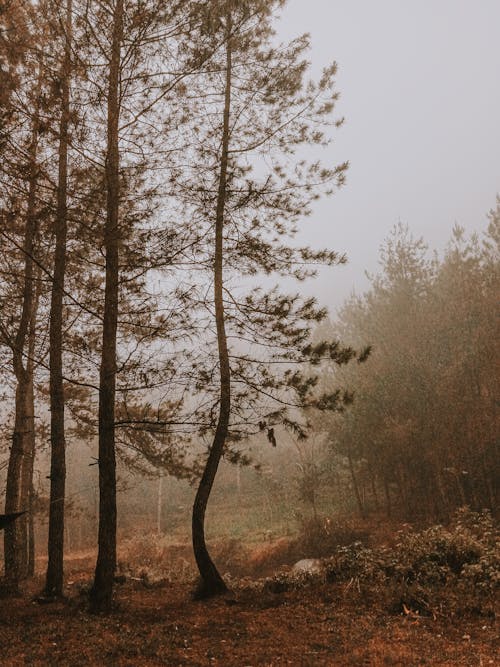 бесплатная Бесплатное стоковое фото с вертикальный выстрел, деревья, лес Стоковое фото