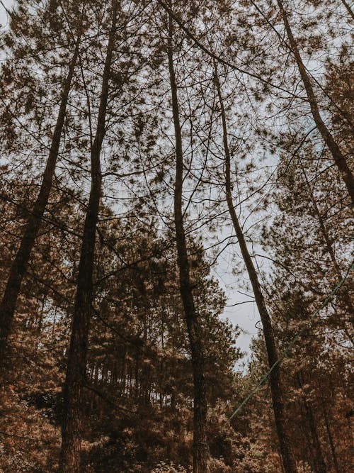 Kostenloses Stock Foto zu groß, grüne bäume, low-angle-shot