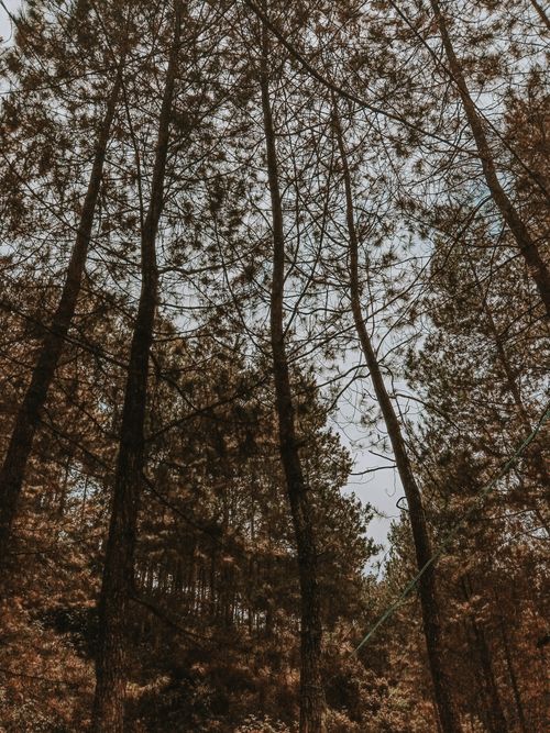 Free Low-angle view of towering trees in a lush forest, showcasing natural beauty and tranquility. Stock Photo