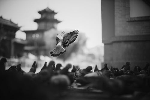 Grayscale Photo of Flock of Pigeons