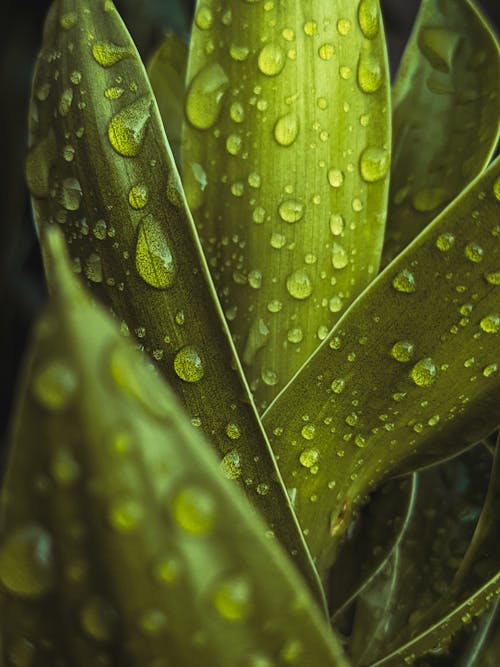 Free Water Droplets on Green Plant Stock Photo
