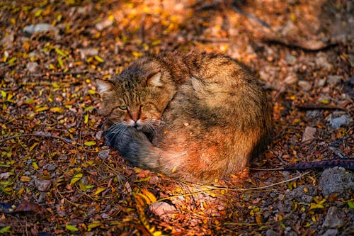Free Brown Tabby Cat on Dried Leaves Stock Photo
