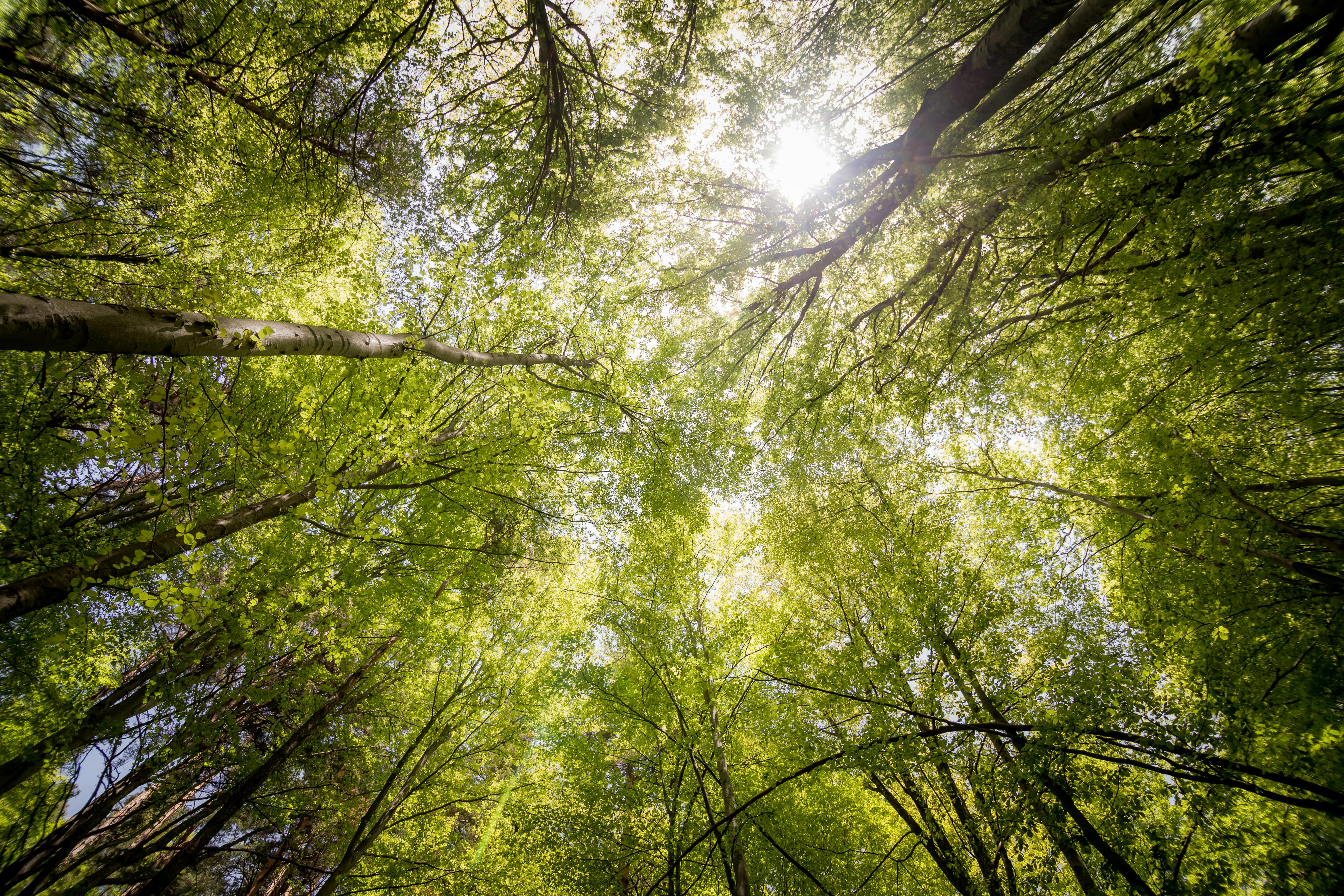 worm s view photography of trees