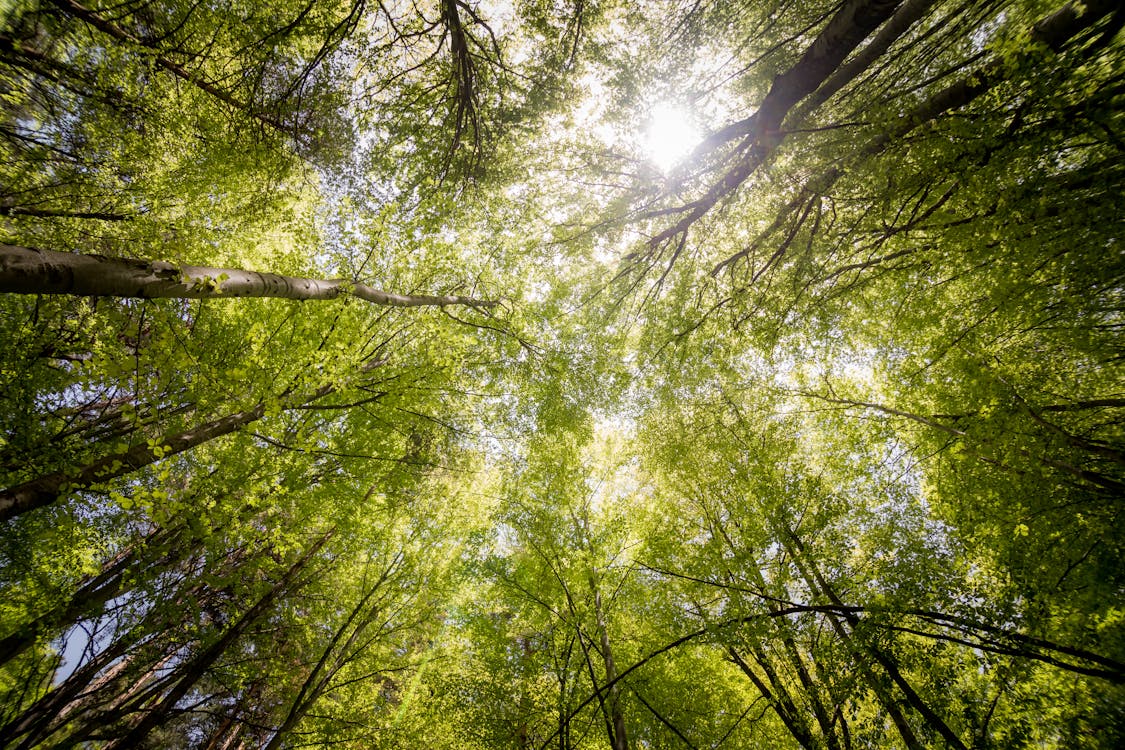 Foto d'estoc gratuïta de a l'aire lliure, arbres, arbres verds