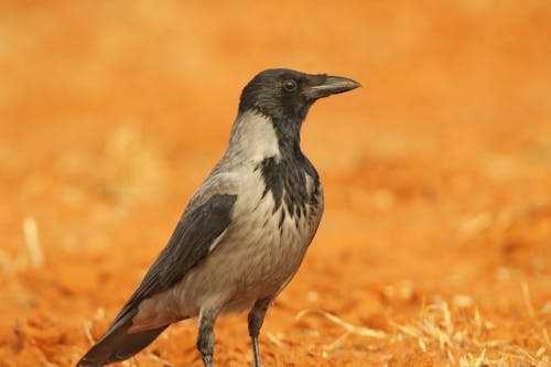 Free Selective Focus Photo of Hooded Crow  Stock Photo