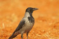 Black and White Bird on Brown Grass