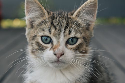 Close-Up of a Kitten