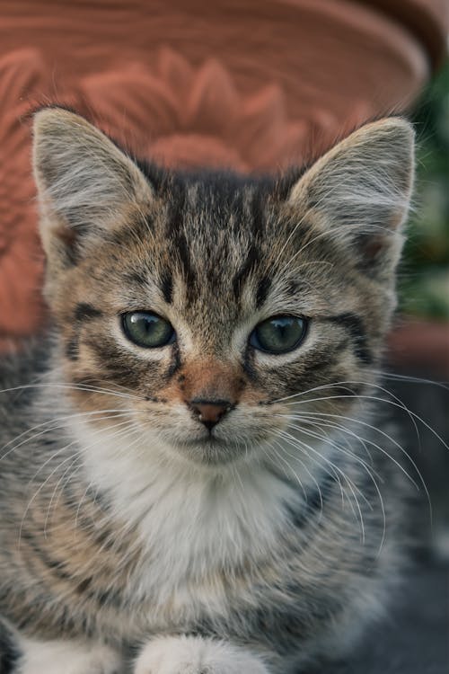 Immagine gratuita di animale domestico, avvicinamento, felino