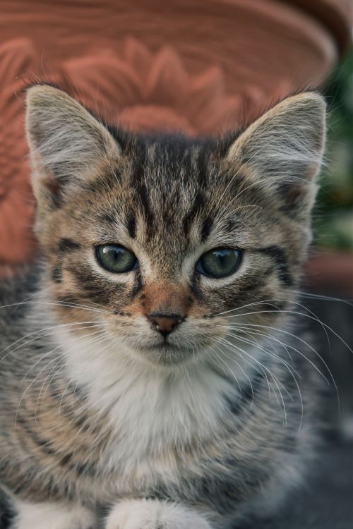 Free A close-up of a cute kitten with striking green eyes, perfect for pet lovers. Stock Photo