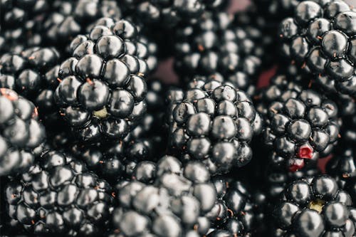 Free Close Up Shot of a Blackberry Stock Photo
