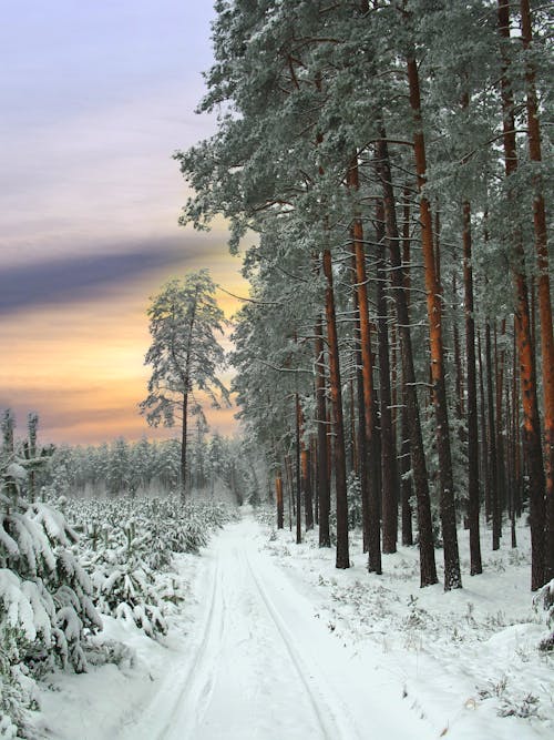Free Snow Covered Road Near Trees  Stock Photo