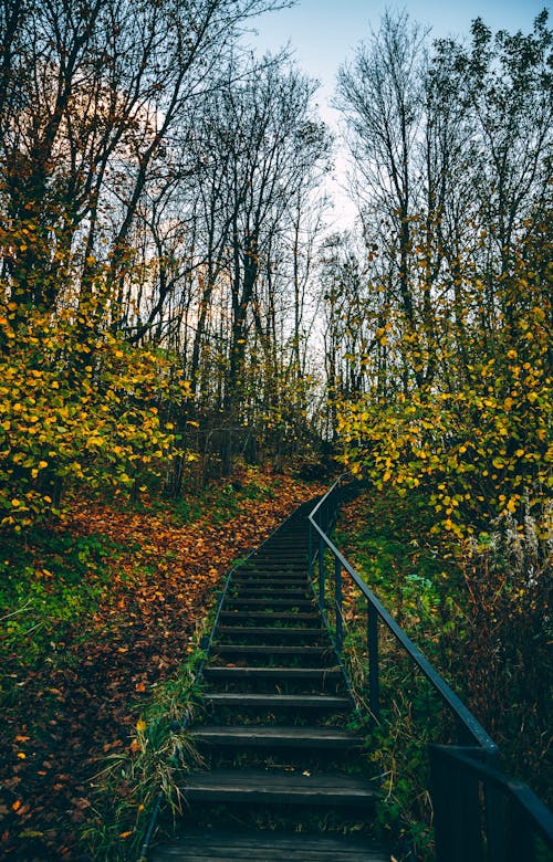 Scenery view of staircase with railing between overgrown dry trees with faded foliage in fall