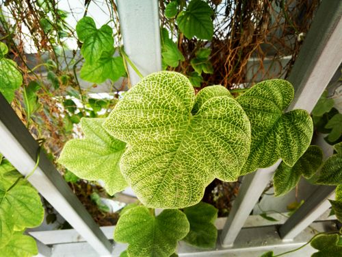 Free stock photo of city park, green, green leaf Stock Photo