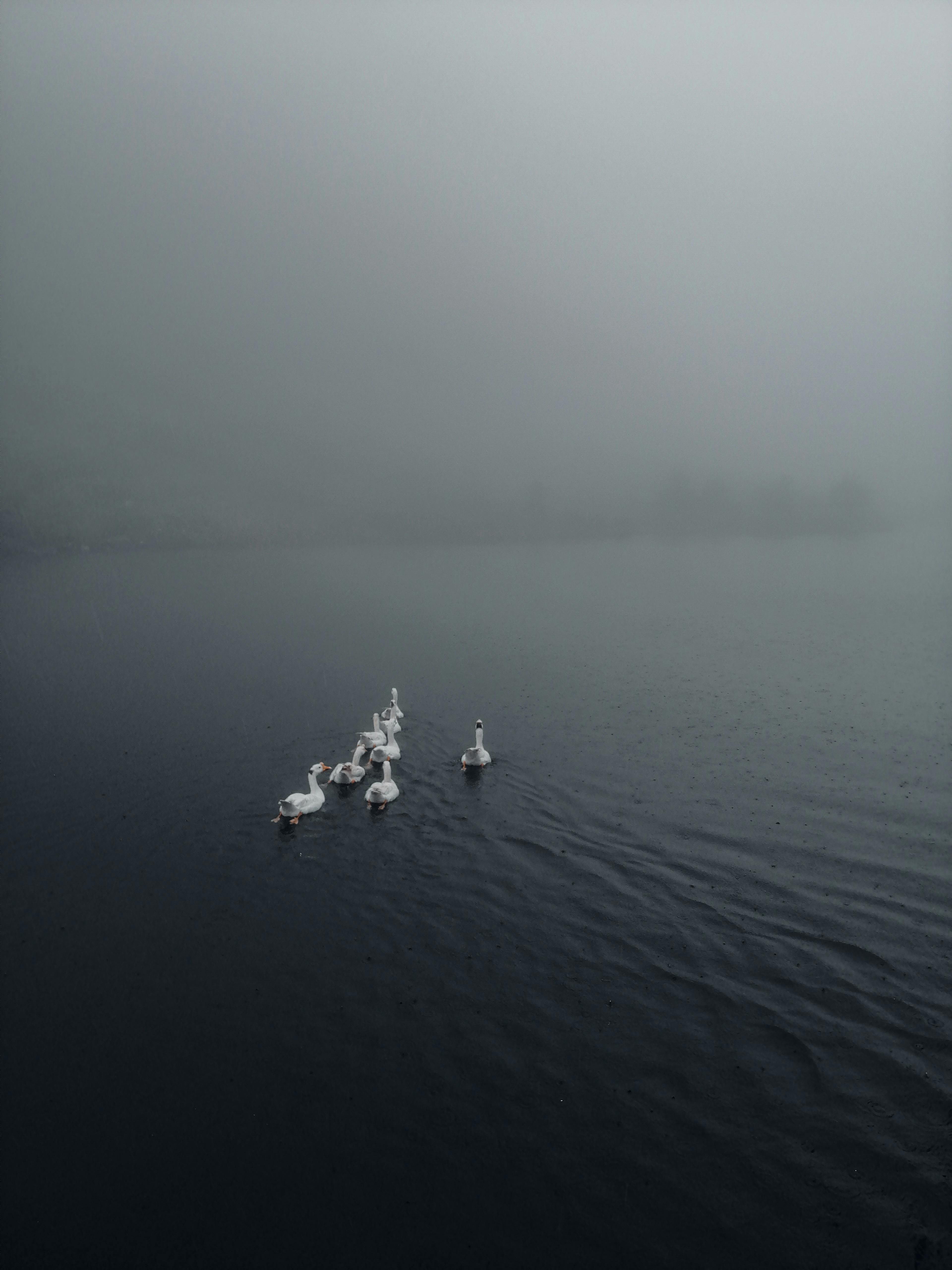 雾湖中鸭子游泳的宁静画面，营造出宁静的氛围