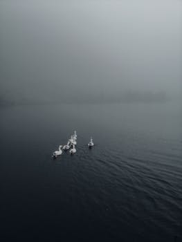 雾湖中鸭子游泳的宁静画面，营造出宁静的氛围