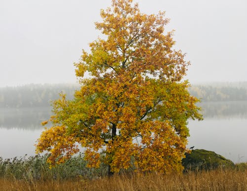 Gratis lagerfoto af blade, efterår, falde