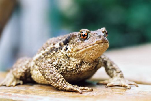 Frog sitting on wooden surface