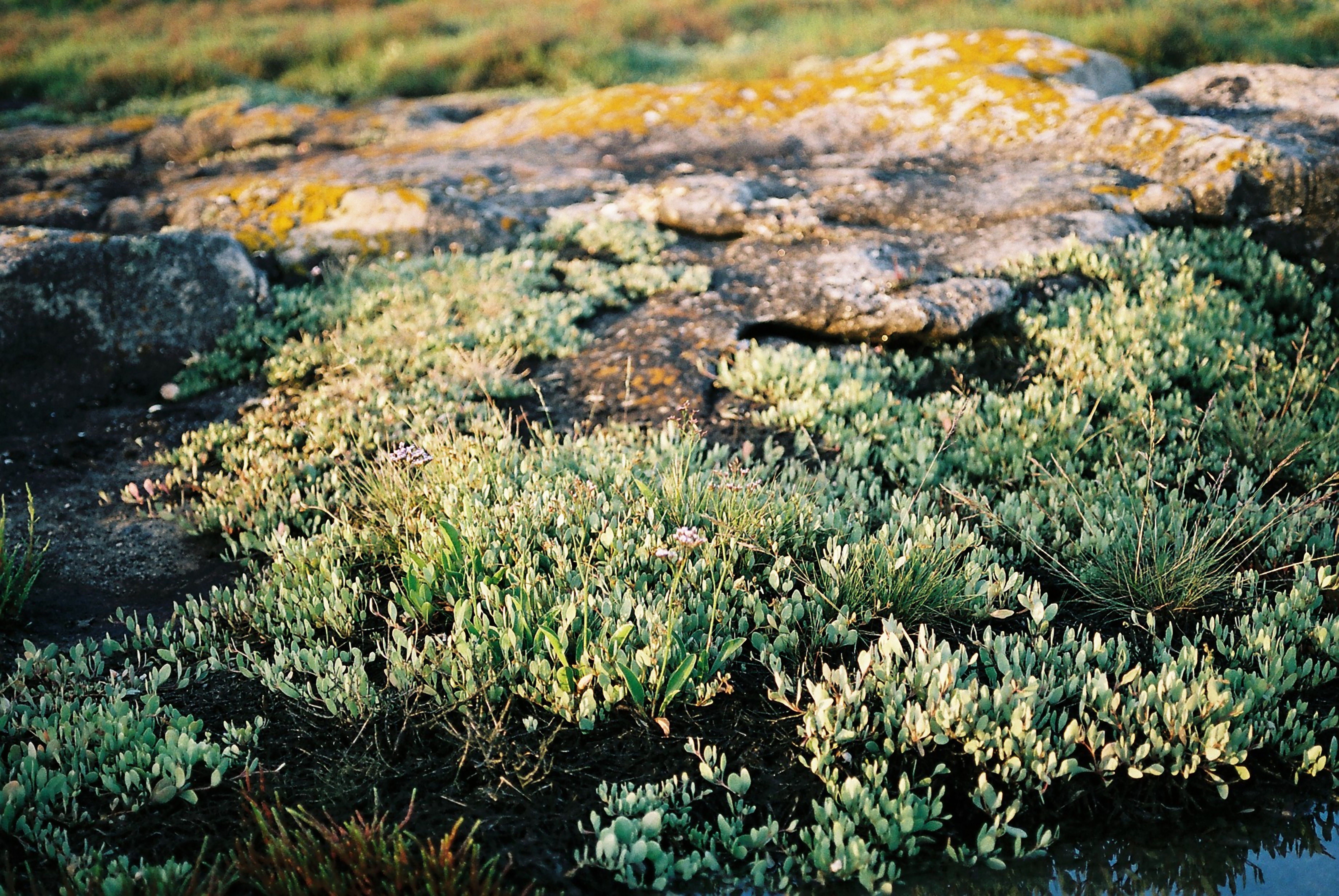 Green plants growing on stony terrain · Free Stock Photo