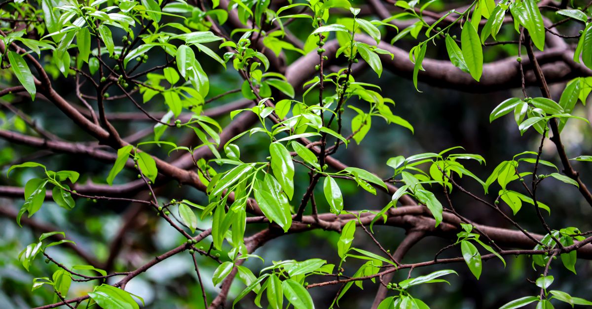 Spring Green