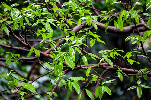 Free Detailed close-up of lush green leaves and tree branches in a natural setting. Stock Photo