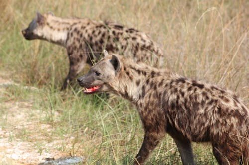 Free stock photo of african, bloody, hyena Stock Photo