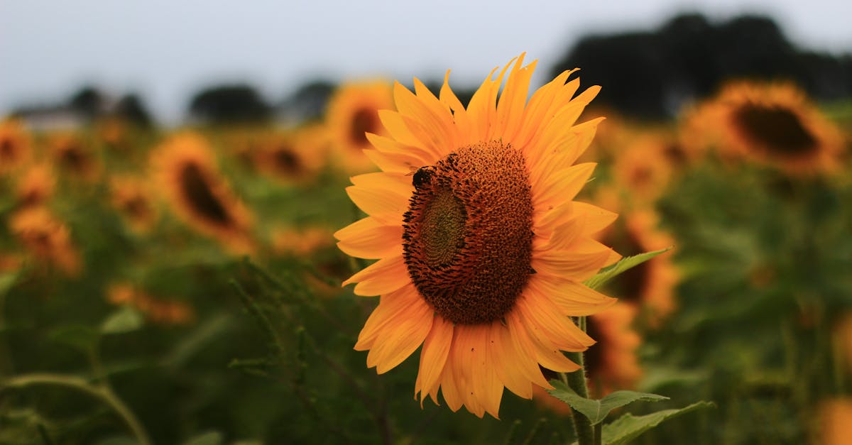 Free stock photo of bee, field, fields